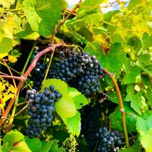 Meet your Posher, Lesley